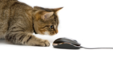 Kommunikation: Katz und Maus Kommunikation: Katz und Maus